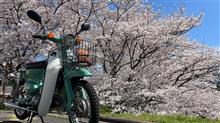 リトルカブと桜