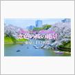 [4K]　東京・千鳥ヶ淵　2022　恋色の桜の絶景　Tokyo Cherry blossoms