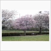 桜咲くけど多忙につき愛でれな ...