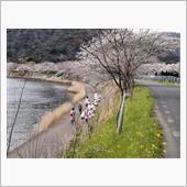 桜が満開　松本川を撮ってみま ...