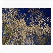 夜桜イイね