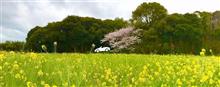 お気に入りの桜