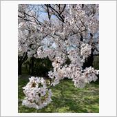 桜も菜の花も満開ですね。