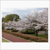 ひとり朝練　～桜巡り～
