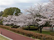 ひとり朝練　～桜巡り～