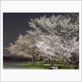 夜桜見物