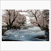Cherry Blossom ...