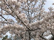 公園には桜が