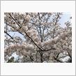 公園には桜が