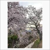 桜　さくら　ピンク