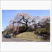 午前中、耶馬渓の桜🌸を見物 ...