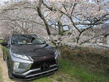桜ドライブ