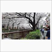 目黒川の桜ともお別れ　あー残念