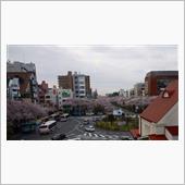 国立（くにたち）の桜並木20 ...