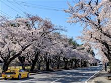 綺麗な桜を借景に車を愛でる
