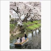 川越、新河岸川の桜