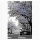 近所で桜と撮影してきました