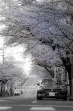 近所で桜と撮影してきました