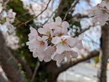 さくら 🌸2022🌸