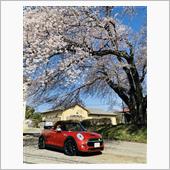 大きな桜の木の下で♪