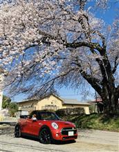 大きな桜の木の下で♪