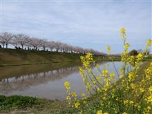 おの桜づつみ回廊🌸、大混雑