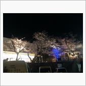 夜桜を観に行ってきました。