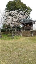 花見ツーリング