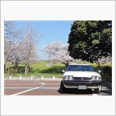 桜、愉しんでます。
