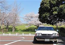 桜、愉しんでます。