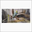 猫とセキセイインコの同居は。。。