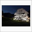 20220402秦野淡墨桜