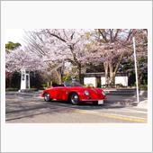 桜を見に朝ドライブ
