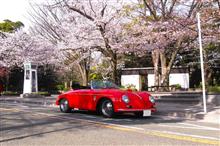 桜を見に朝ドライブ