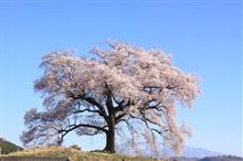 わに塚のサクラと山高神代桜他の花見 わに塚のサクラと山高神代桜他の花見