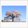 わに塚のサクラと山高神代桜他の花見
