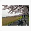 五条川の桜
