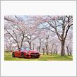 桜ドライブ2022第一弾　～静岡～