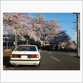 桜　満開
