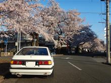 桜　満開