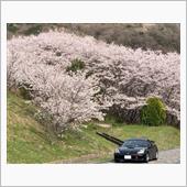 😆 桜満開❗️