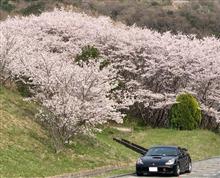 😆 桜満開❗️