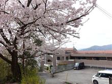 お花見の頃、自宅近くで♪