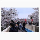 圧巻！！　高田千本桜