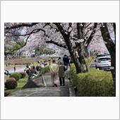 実家の近くにこんな桜の名所が ...