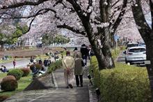 実家の近くにこんな桜の名所がっ😅