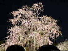 夜桜イイね　その2