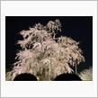 夜桜イイね　その2