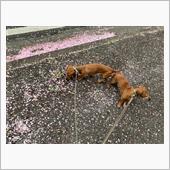 又、開花状況確認に行って来た ...