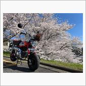 モンキーと桜